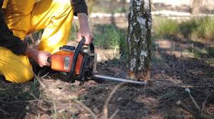 How Our Tree Care Process Works  in  Lyndhurst, VA